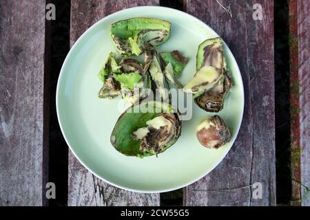 Bio-Avocado öffnete auf einem Teller zwei Tage nach dem Supermarkt Kaufen, um Krankheit in der Frucht zu offenbaren, die sie ungenießbar macht In Großbritannien KATHY DEWITT Stockfoto