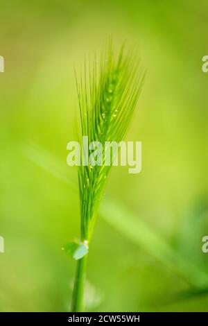 Grüne Pflanze, in einem schönen und ruhigen Hintergrund der gleichen Farbe mit einem weichen Gelb kombiniert Stockfoto