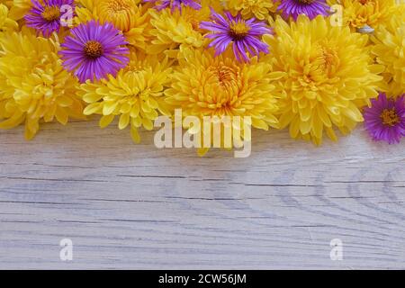 Blumenrahmen von Chrysanthemen auf einem weißen Holzhintergrund. Blick von oben. Hintergrund mit Kopierbereich. Stockfoto
