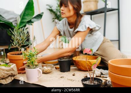 Junge Frau, die Hauspflanzen neu pflanzt und den Topf auf den Boden legt Stockfoto