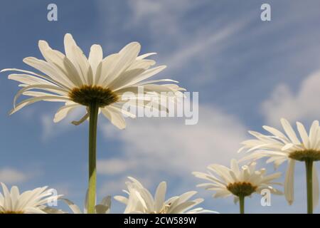 Eine schöne weiße marguerite Blume Nahaufnahme und ein blauer Hintergrund Im Frühling Stockfoto