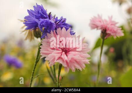 Eine rosa und eine lila Kornblume Nahaufnahme mit einem weißen Und grüner Hintergrund in der niederländischen Landschaft im Sommer Stockfoto