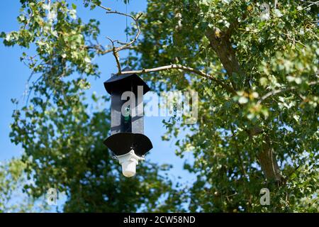 Pheromonfalle zum Nachweis des asiatischen Langhornkäfer (Anoplophora glabripennis) Im Quarantänegebiet in Magdeburg in Deutschland Stockfoto