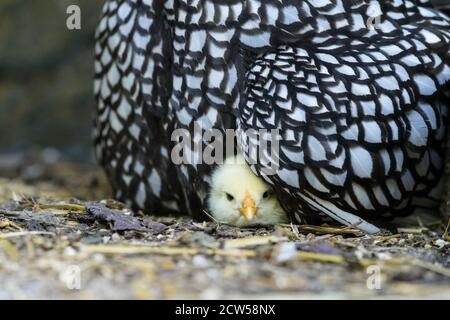 Eine Mutter Wyandotte Henne mit frisch geschlüpftem Küken auf der sitzt Ein Nest Stockfoto