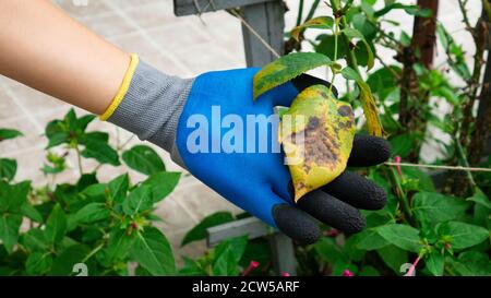 Die Hand im Gartenhandschuh hält ein krankes Rosenblatt. Pflanzenkrankheit. Pilzblätter Fleckkrankheit auf Rosenbusch verursacht den Schaden. Stockfoto