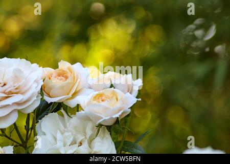 Weißer Rosenbusch. Romantische Blumengartenblüte. Sonniger Sommer schöner Blütenstrauß. Rosa Dekoration Tapete mit Bokeh in Sonnenschein. Florale Rückengr Stockfoto