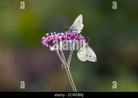 Zwei große weiße Schmetterlinge, Pieris brassicae, auch Kohlschmetterling genannt, landwirtschaftliche Schädlinge auf einer Purptop Vervain Blume (Verbena bonariensis) Stockfoto