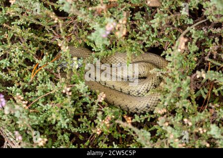 Grassnatter (Natrix helvetica), die sich auf Heidekraut sonnen, Großbritannien Stockfoto