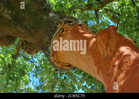 Korkrinde wird vor kurzem vom Baum geerntet, der rohes orangefarbenes Innere am hellen Sommertag zeigt. Reisen Landwirtschaft Konzepte mit negativen Kopieplatz. Stockfoto