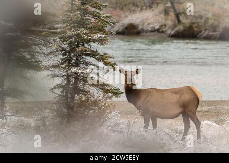 Einsame weibliche Elche in der Nähe des Flusses Stockfoto