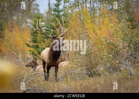 Beeindruckende Rocky Mountain Bull Elch starrt Eindringling Stier. Stockfoto