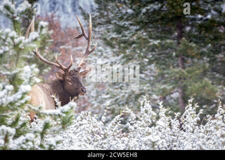 Big reifen Bullen Elch in seiner Prime Blick über seine Schulter Stockfoto