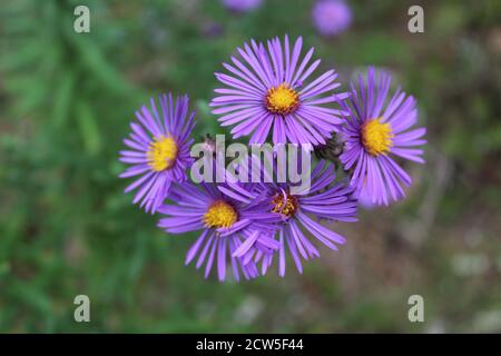 Nahaufnahme des New England Asters in Somme Woods in Northbrook, Illinois Stockfoto