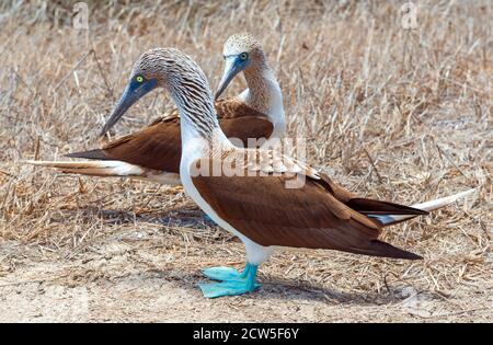 Ein paar blaufüßige Booby (Sula nebouxii) von Punta Pitt, Insel San Cristobal, Galapagos Nationalpark, Ecuador. Stockfoto