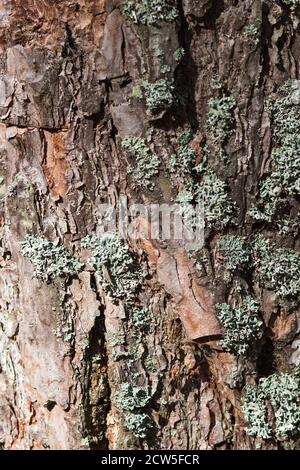 Textur von Kiefernrinde mit Flechten Stockfoto