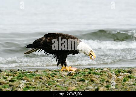 Seitenansicht eines Weißkopfseeadlers, der einen Fisch frisst Der Strand Stockfoto