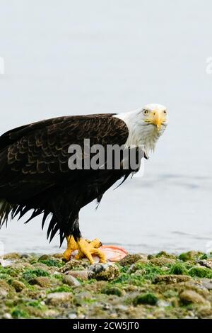 Nahaufnahme Porträt eines erwachsenen Weißkopfseeadlers, der einen Fisch frisst Am Strand Stockfoto