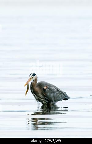 Nahaufnahme eines großen Blaureihers, der einen Kanonenkugel frisst In Puget Sound Stockfoto