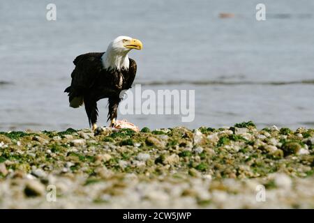Direkt auf Blick auf einen Weißkopfseeadler am Strand Im pazifischen Nordwesten Stockfoto