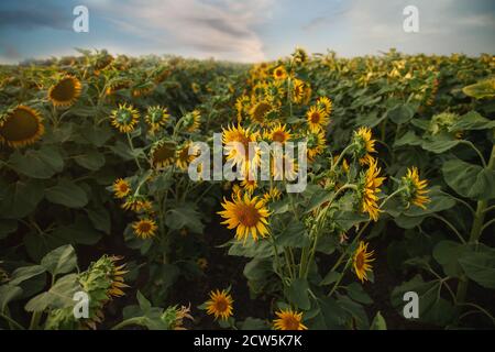 Sonnenblumen Feld unter wolkigen blauen Himmel im Sommer Stockfoto