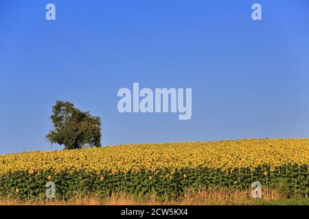 Einäugiger Baum innerhalb eines Sonnenblumenfeldes Helianthus annuus in seiner Hauptsaison unter dem klaren blauen Himmel und dem frühen Sonnenuntergang helle Sonne eines Augusttages. Stockfoto