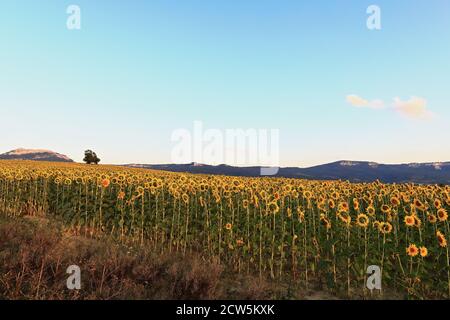 Einone Baum-Berg Hintergrund-Sonnenblume Helianthus annuus Feld in der Hochsaison Wachstumssaison unter dem klaren blauen Himmel und frühen Sonnenuntergang Sonne eines Augusttages. Ich Stockfoto