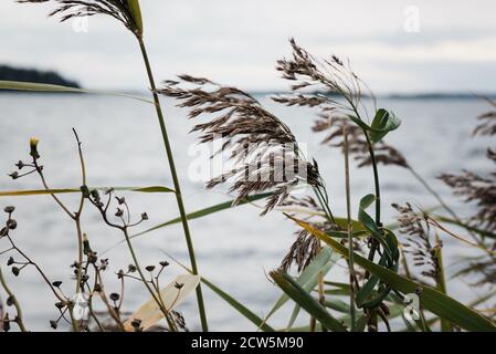 Gras weht im Wind durch das Meer in Schweden Stockfoto