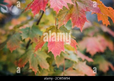 Nahaufnahme eines Ahornblattes, das im Herbst die Farbe wechselt Stockfoto