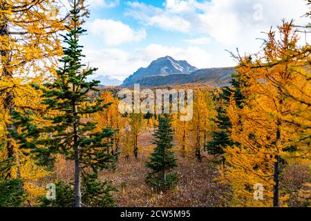 Herbstfarben in Healey Pass Banff Alberta Stockfoto