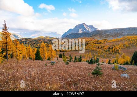 Herbstfarben in Healey Pass Sunshine Meadows Banff Stockfoto