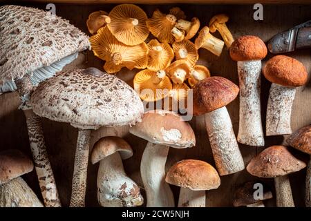 Die Mischung verschiedener Pilze, die im Wald auf hölzern gesammelt werden Tabelle Stockfoto