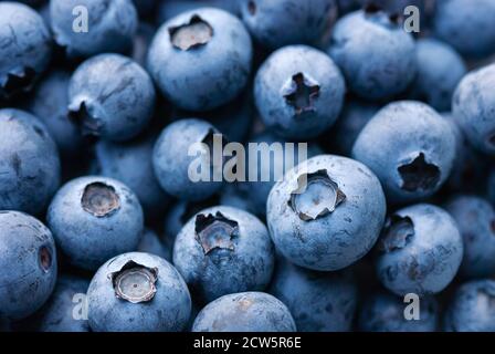 Food Hintergrund von blauen reifen Blaubeeren, Nahaufnahme Stockfoto