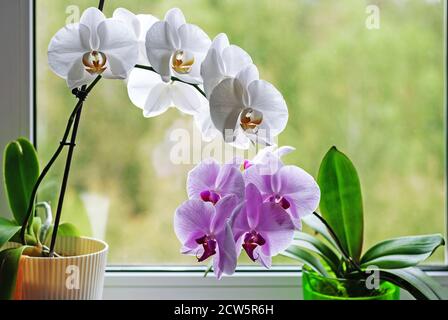 Orchideen, die in Blumentöpfen auf Fensterbank blühen Stockfoto