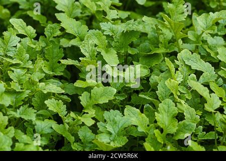 Senfpflanzen wachsen auf Gartenbeet Stockfoto