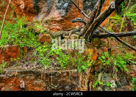 Strauchwerk und ein kleiner Baum, der vor einem wächst Rot gefärbtes Gesicht in einem stillgelegten und überwucherten Kalksteinbruch aus Magnesium In South Yorkshire Stockfoto