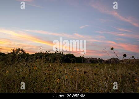 Feld mit wilden Sonnenblumen in der Abenddämmerung in Prescott, Arizona. Stockfoto