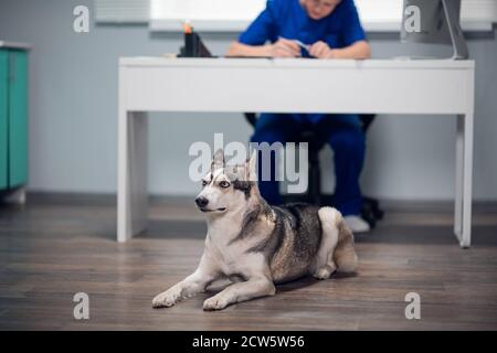 Ein süßer Husky Hund, der auf dem Boden in einer Tierarztklinik liegt. Stockfoto