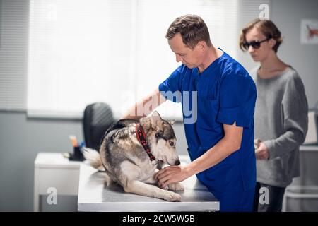 Ein Tierarzt überprüft den Gesundheitszustand eines Blindenhundes in seinem Büro, der Hundebesitzer ist im Hintergrund. Stockfoto