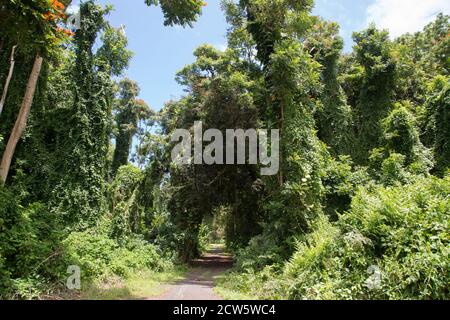 Hakalau Bay, Homakua Coast, Hawaii Stockfoto