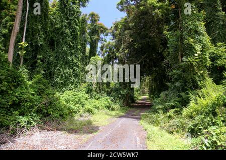 Hakalau Bay, Homakua Coast, Hawaii Stockfoto