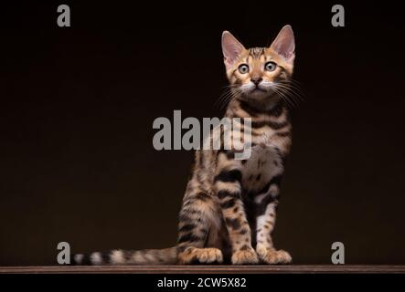 Reine Rasse Bengalen männlichen Kätzchen / Katze Stockfoto