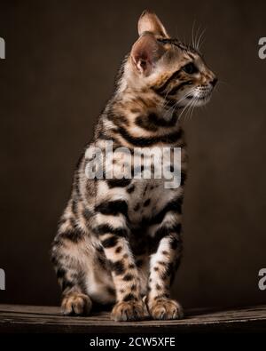 Reine Rasse Bengalen männlichen Kätzchen / Katze Stockfoto