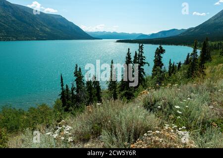 Wildblumen blühen entlang des Takhini Flusses in der Nähe von Champagne, Yukon, Kanada Stockfoto