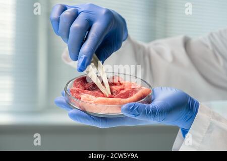 Handschuhen der zeitgenössischen wissenschaftlichen Forscher, die Probe von rohen Fleisch Stockfoto