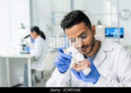 Gloved männlichen wissenschaftlichen Forscher in Whitecoat unter winzigen Probe Rohes Fleisch Stockfoto