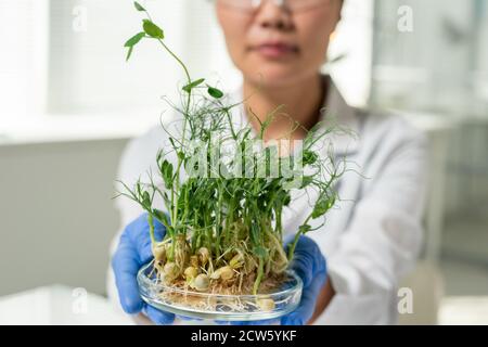 Eine Laborarbeiterin oder wissenschaftliche Forscherin, die Sojasprossen hält Stockfoto