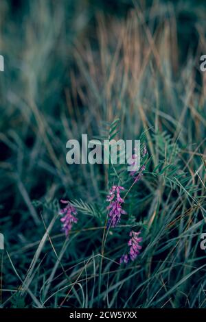 Vicia cracca Blumen auf grünem Gras Hintergrund. Stockfoto