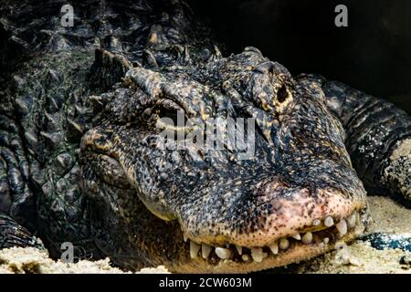 Nahaufnahme des chinesischen Alligators (Alligator sinensis). Ein in China endemisches, vom Aussterben bedrohte Krokodil. Dunkelgrau oder schwarz in der Farbe Stockfoto