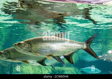Der Atlantische Tarpon (Megalops atlanticus) ist ein Rochenflossen-Fisch, der Küstengewässer, Mündungen, Lagunen und Flüsse bewohnt. Im Atlantischen Ozean. Stockfoto