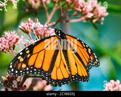 Monarch Schmetterling, Danaus plexippus, auf einem Joe Pye Unkraut in einem einheimischen Präriegarten in Ohio, USA Stockfoto